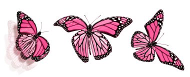 Beyaz arka planda izole edilmiş renkli kelebekler.