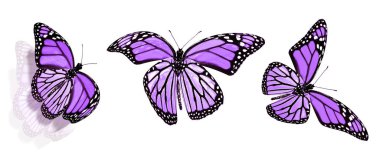 Beyaz arka planda izole edilmiş renkli kelebekler.