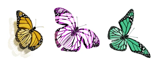 Farbige Schmetterlinge, isoliert auf weißem Hintergrund — Stockfoto