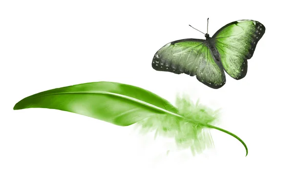 Schöne Farbe Feder und Schmetterling isoliert auf weißem Hintergrund — Stockfoto
