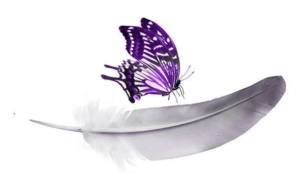 Beautiful color feather and butterfly isolated on white backgrou — 스톡 사진