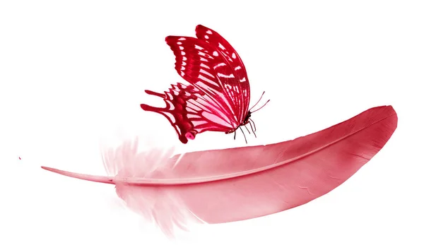 Pena cor bonita e borboleta isolada no backgrou branco — Fotografia de Stock