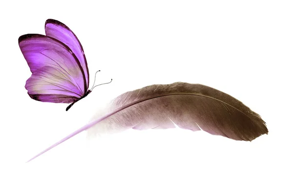 Bella piuma di colore e farfalla isolato su backgrou bianco — Foto Stock
