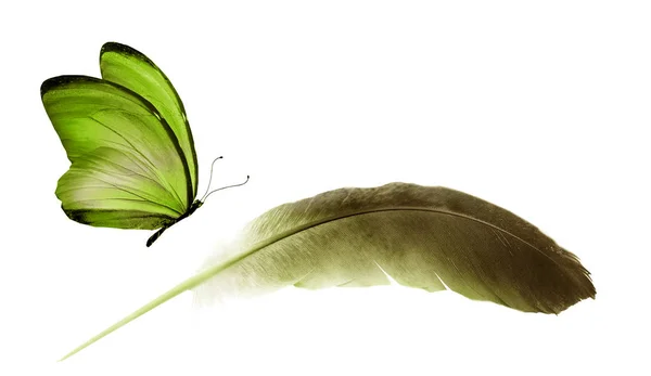Beautiful color feather and butterfly isolated on white backgrou — 스톡 사진