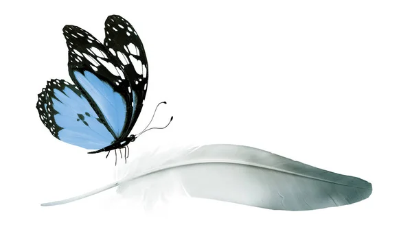 Hermosa pluma de color y mariposa aislada en el fondo blanco — Foto de Stock