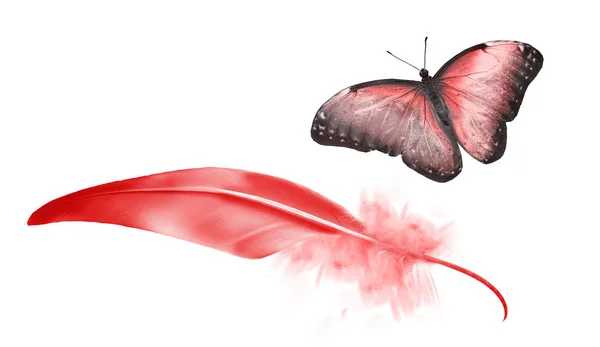 白い背もたれに隔離された美しい色の羽と蝶 — ストック写真