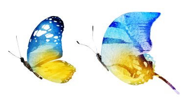 Beyaz arka planda izole edilmiş iki suluboya kelebek.