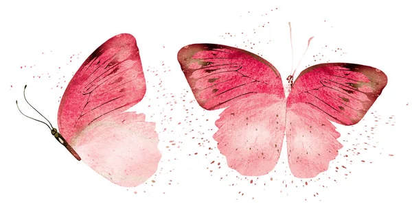 Dva akvarel motýli, izolované na bílém pozadí — Stock fotografie