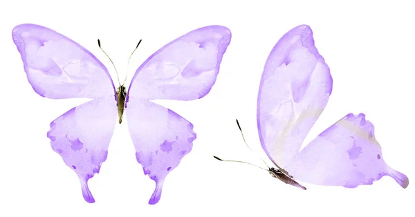 Dos mariposas acuarela, aisladas sobre fondo blanco — Foto de Stock