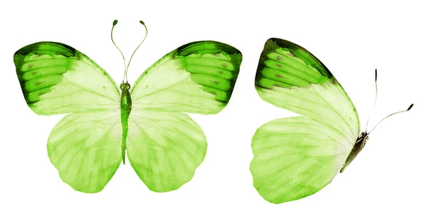 Två akvarell fjärilar, isolerade på vit bakgrund — Stockfoto