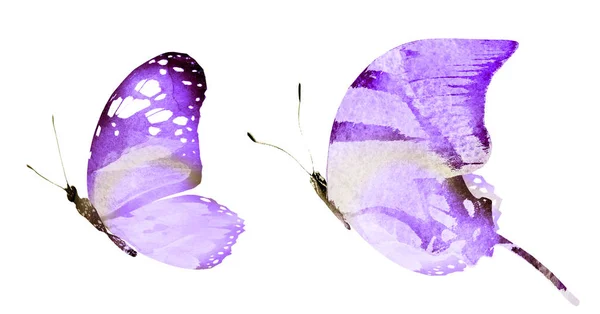 Δύο πεταλούδες ακουαρέλας, απομονωμένες σε λευκό φόντο — Φωτογραφία Αρχείου
