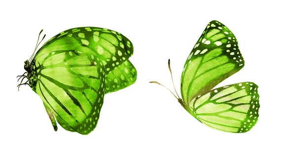 Két akvarell pillangók, elszigetelt fehér háttér — Stock Fotó