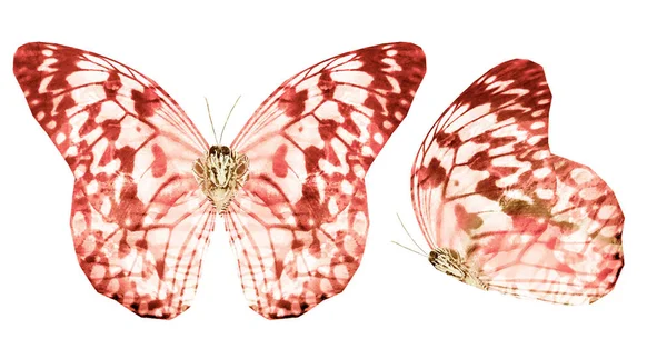 Dos mariposas acuarela, aisladas sobre fondo blanco — Foto de Stock