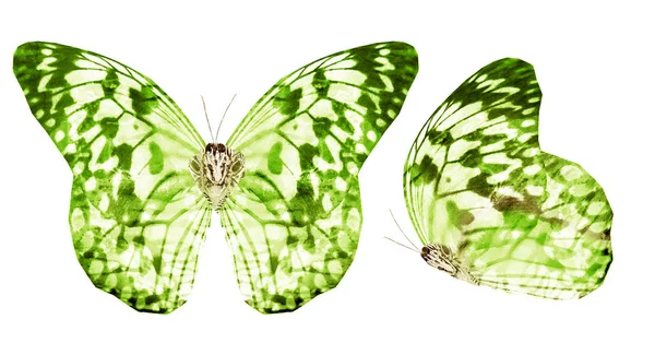 Två akvarell fjärilar, isolerade på vit bakgrund — Stockfoto
