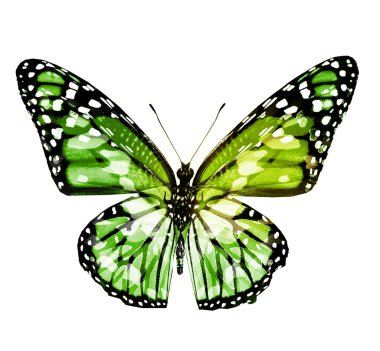 Renk kelebeği, beyaz arkaplanda izole