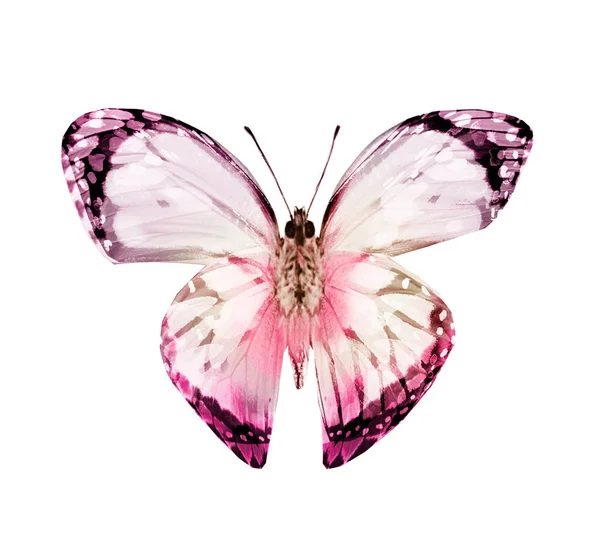 रंग फुलपाखरू, पांढरा पार्श्वभूमीवर वेगळे — स्टॉक फोटो, इमेज