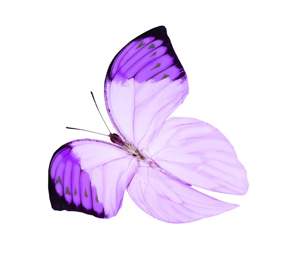 Mariposa de color, aislada sobre fondo blanco —  Fotos de Stock