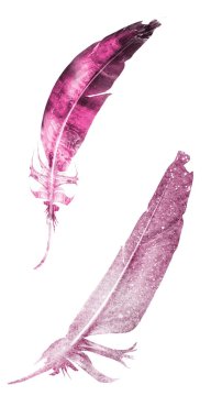 Suluboya tüyleri, beyaz arkaplanda izole