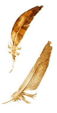 Suluboya tüyleri, beyaz arkaplanda izole