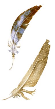 Suluboya tüyleri, beyaz arkaplanda izole