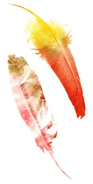 Suluboya tüyleri, beyaz arkaplanda izole