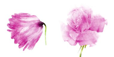 Suluboya çiçekleri, beyaz arkaplanda izole