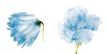 Suluboya çiçekleri, beyaz arkaplanda izole