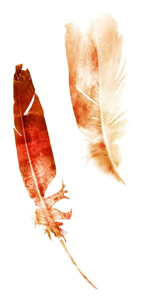 Φτερά ακουαρέλας, απομονωμένα σε λευκό φόντο — Φωτογραφία Αρχείου