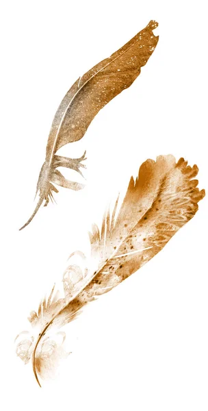 Pióra akwarelowe, izolowane na białym tle — Zdjęcie stockowe