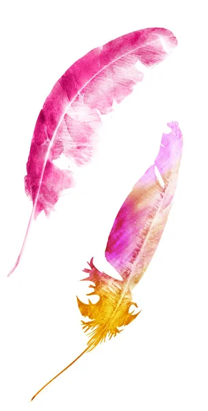 Watercolor feathers, isolated on white background — Stock Photo, Image