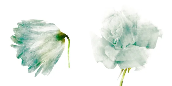 Flores de acuarela, aisladas sobre fondo blanco — Foto de Stock