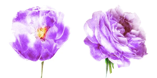 Flores de acuarela, aisladas sobre fondo blanco —  Fotos de Stock