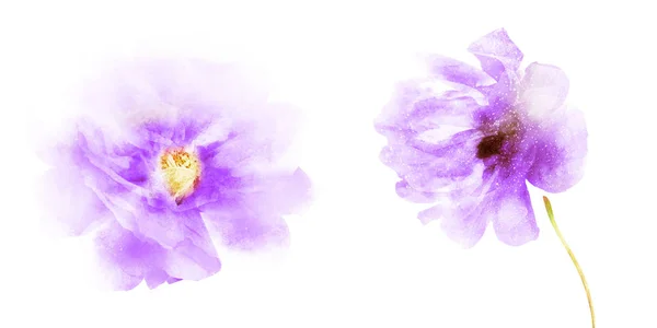 Aquarel bloemen, geïsoleerd op witte achtergrond — Stockfoto