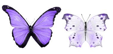 Beyaz arka planda izole edilmiş renkli kelebekler.