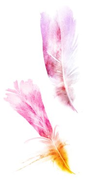 Suluboya tüyleri, beyaz arkaplanda izole