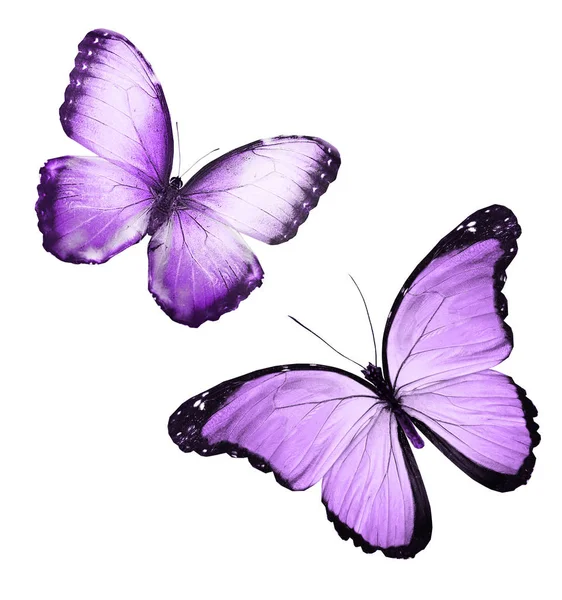 Color butterflies , isolated on white background — Stock Photo, Image