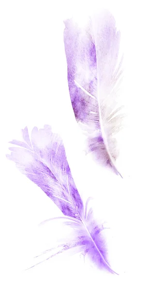 Watercolor feathers, isolated on white background — Stock Photo, Image