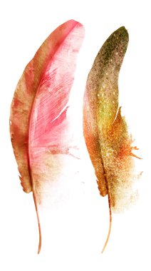 Suluboya tüyleri, beyaz arkaplanda izole