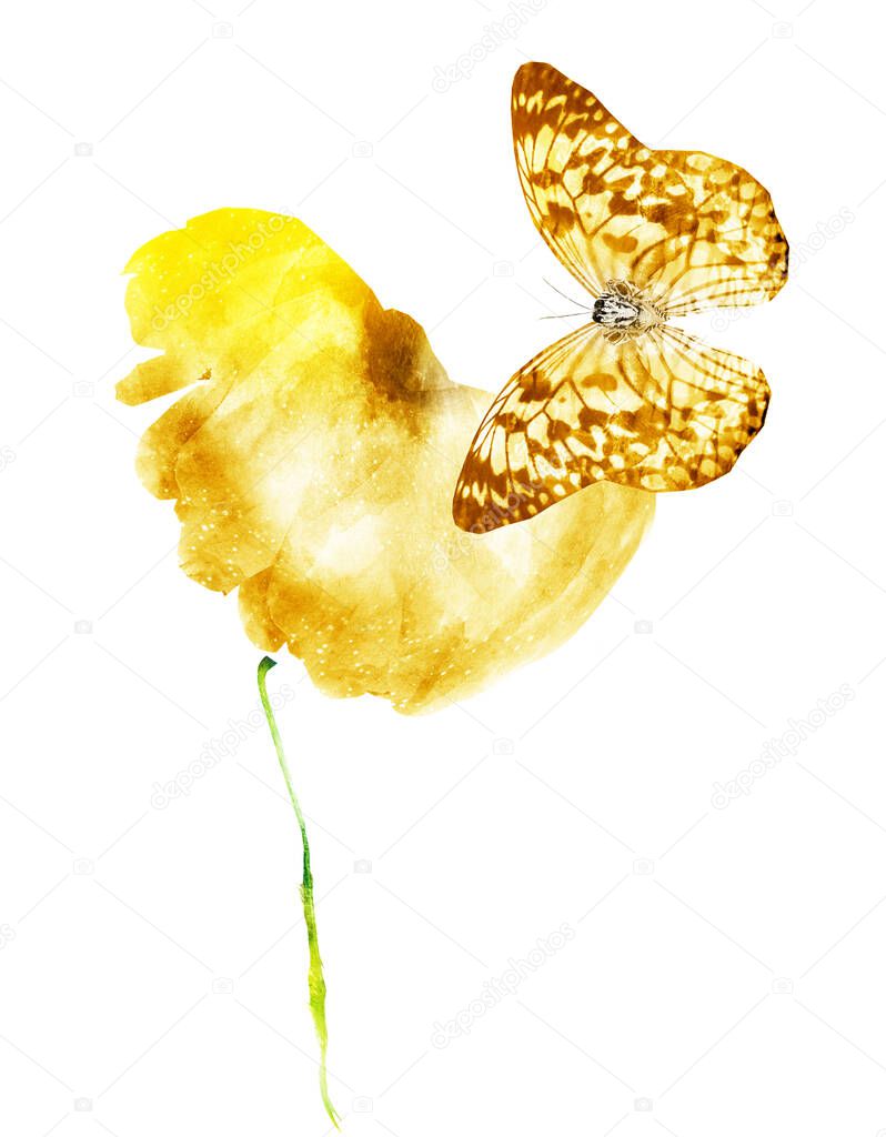 Watercolor flower with butterfly, isolated on white background