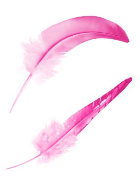 Beyaz arkaplanda izole edilmiş güzel renk tüyü