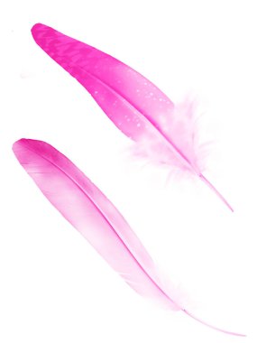 Beyaz arkaplanda izole edilmiş güzel renk tüyü