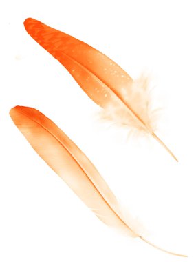 Beyaz arkaplanda izole edilmiş güzel renk tüyü