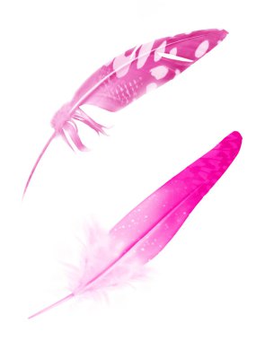 Beyaz arkaplanda izole edilmiş güzel renk tüyü