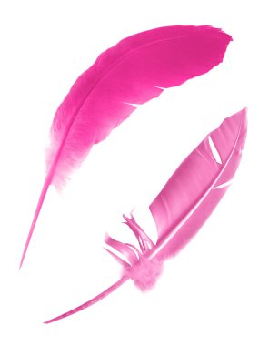 Beyaz arkaplanda izole edilmiş güzel renk tüyü