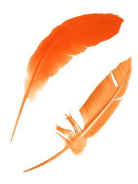 Beyaz arkaplanda izole edilmiş güzel renk tüyü