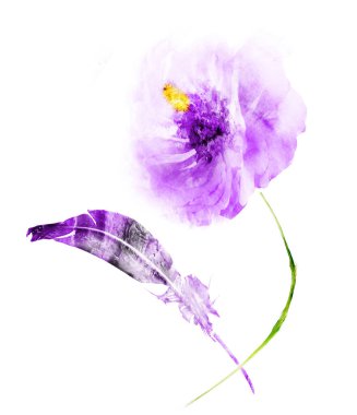 Suluboya çiçek ve tüy, beyaz üzerine izole