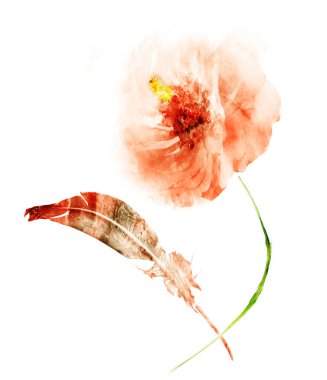 Suluboya çiçek ve tüy, beyaz üzerine izole