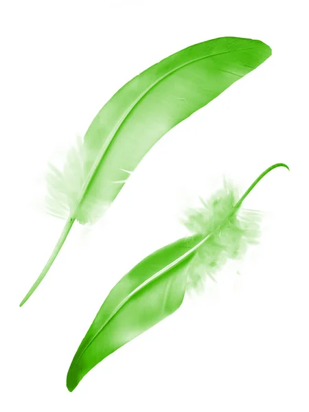 Natural Background Of Bright Green Feathers On A White Isolated Stock  Photo, Picture and Royalty Free Image. Image 92150350.
