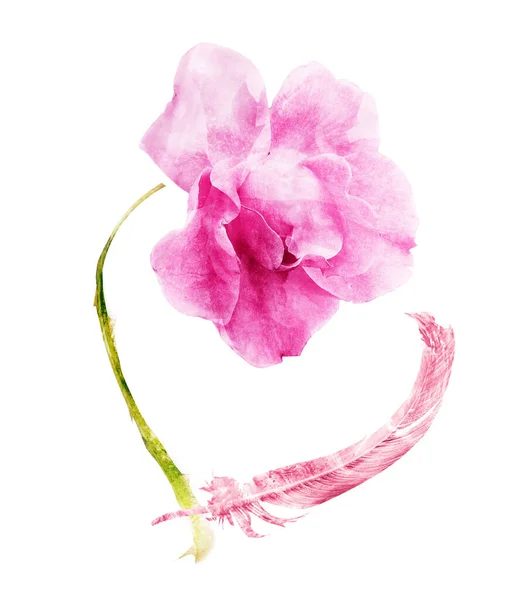 Watercolor flower and feather, isolated on white — Stock Photo, Image