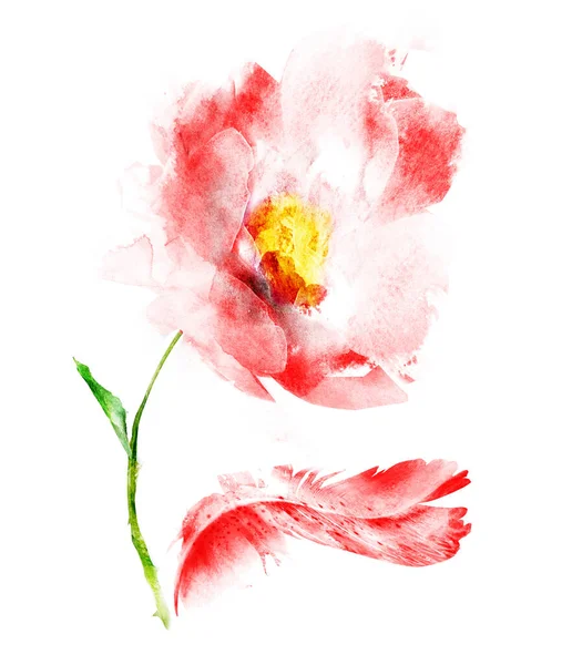 Akvarell virág és toll, elszigetelt fehér — Stock Fotó